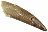 Fossil Plesiosaur (Zarafasaura) Tooth - Morocco #296358-1